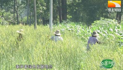 厉害了天门,这种生产模式,让凉了的黄花菜又火了!